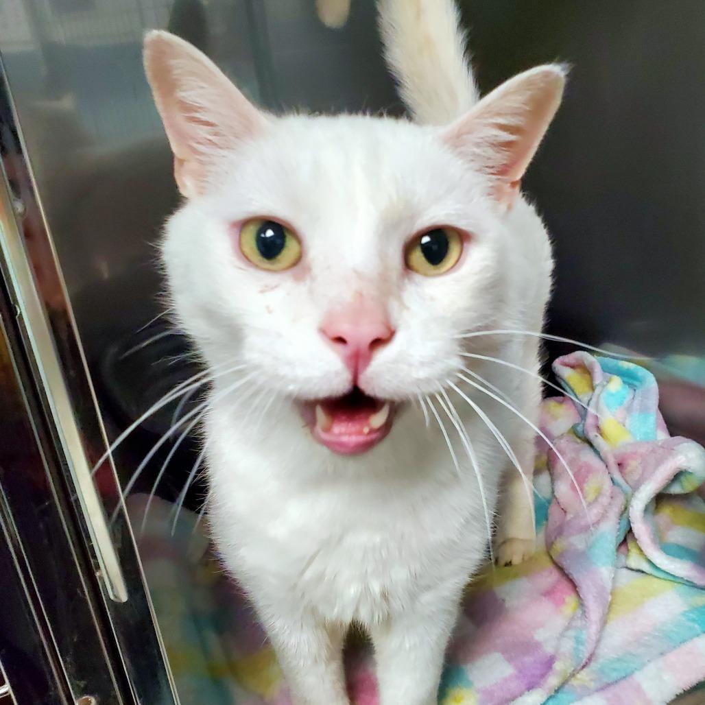 Enlarge Mittens, a Adoptable Domestic Short Hair in PITTSBURGH, PA image 1/2