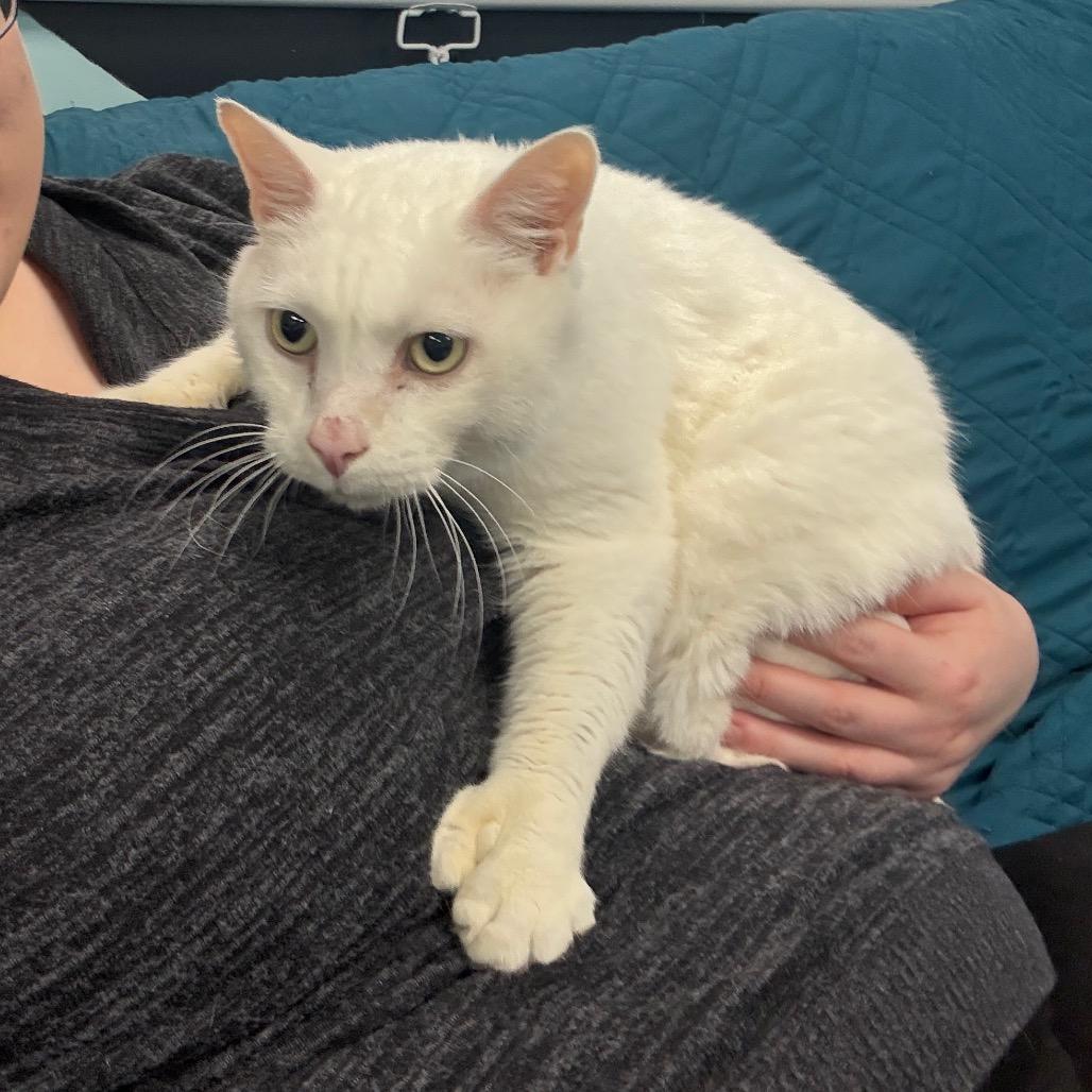 Enlarge Mittens, a Adoptable Domestic Short Hair in PITTSBURGH, PA image 2/2
