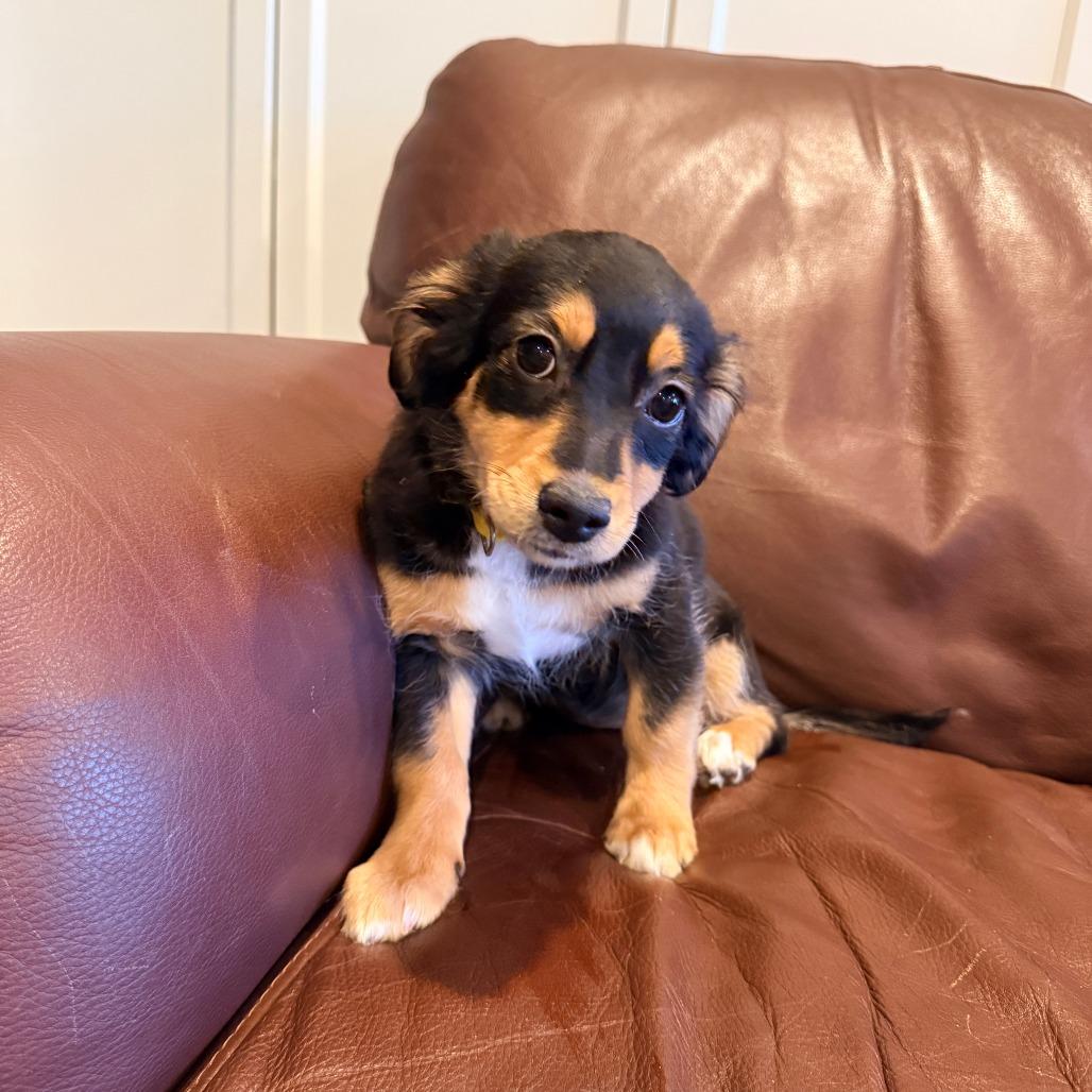 Enlarge Sabrina Carpenter, an adopted mixed breed in Chicago, IL image 3/4