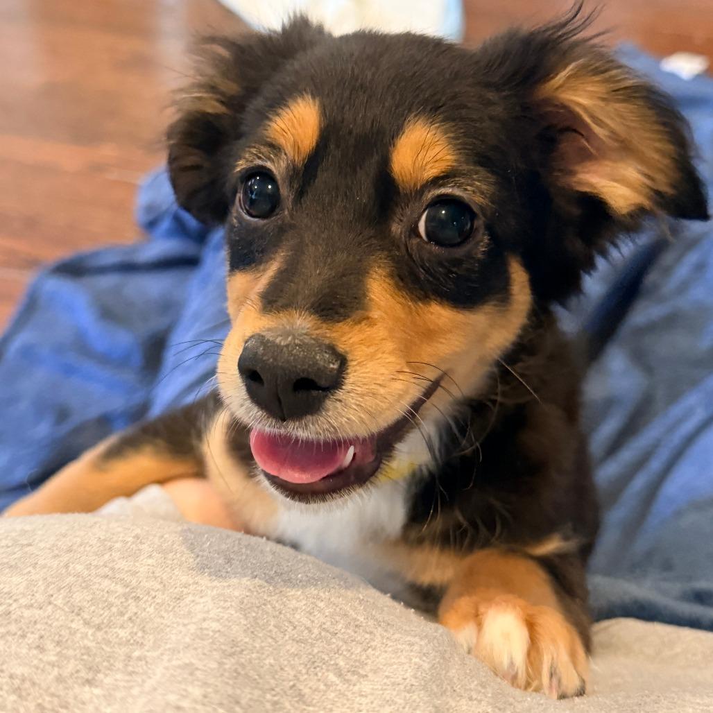 Sabrina Carpenter, adopted, Young Female Beagle.