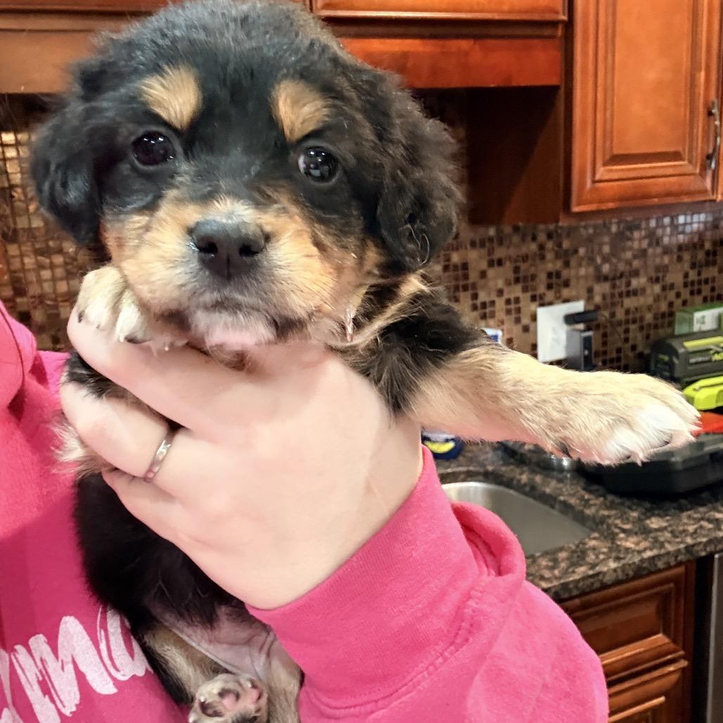 Enlarge Sabrina Carpenter, an adopted mixed breed in Chicago, IL image 4/4