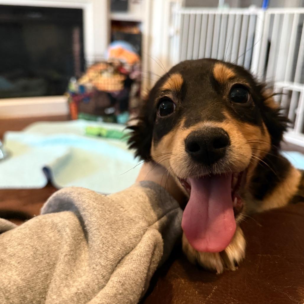 Enlarge Sabrina Carpenter, an adopted mixed breed in Chicago, IL image 2/4