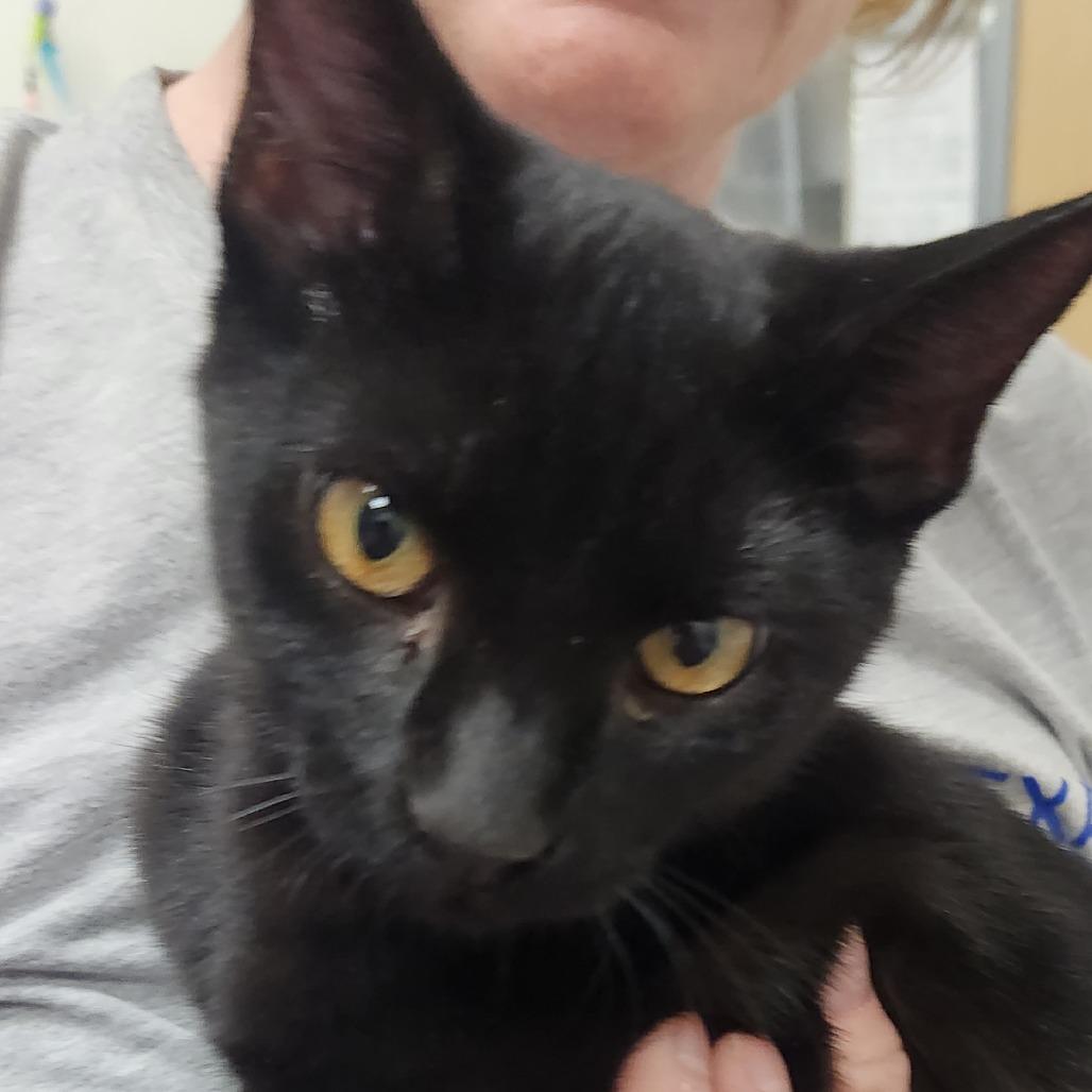 Enlarge Silent Bob, a Adoptable Domestic Short Hair in Prosper, TX image 1/1