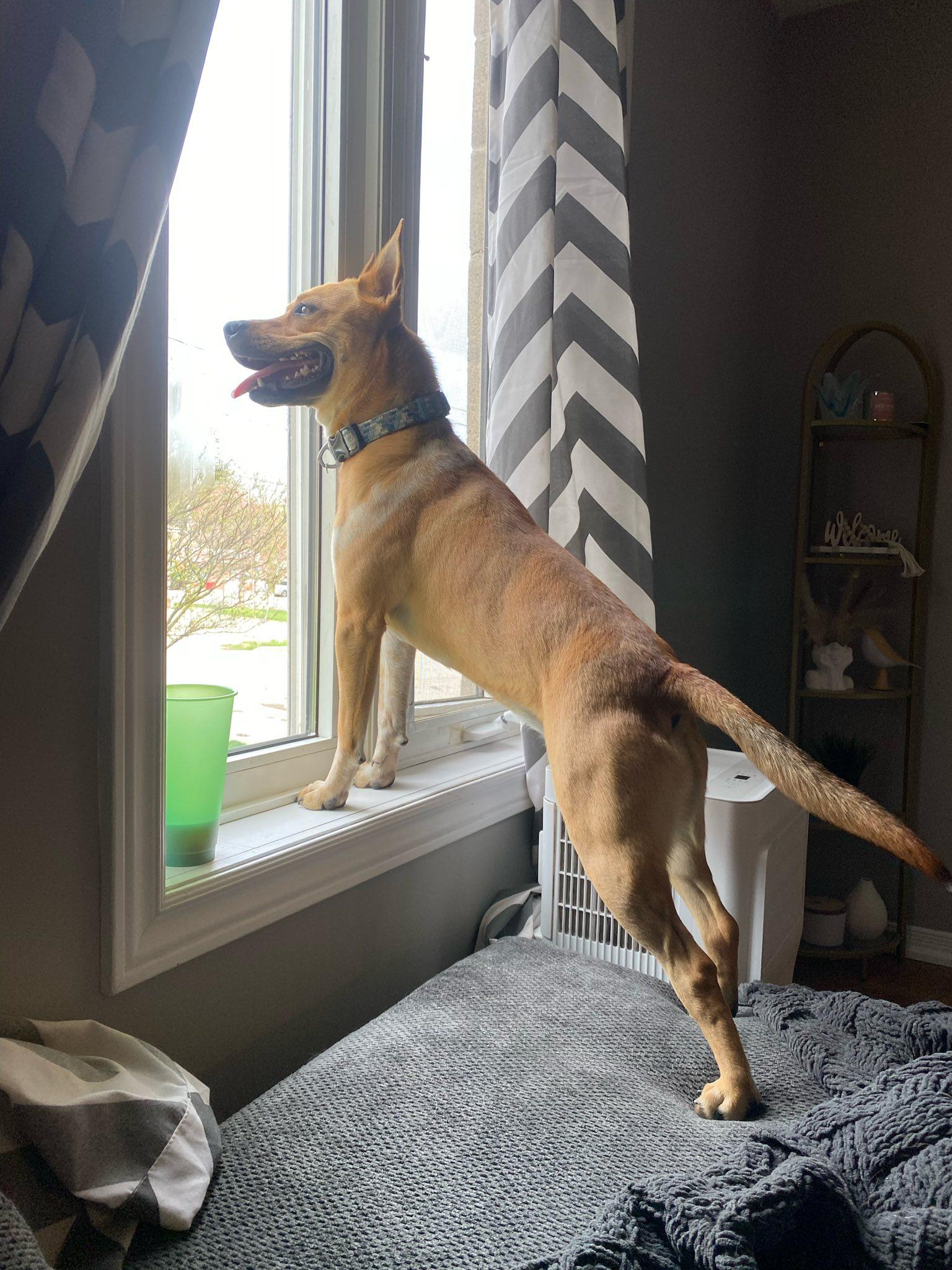 Enlarge Luna , an adoptable mixed breed in Woodstock, ON image 5/5