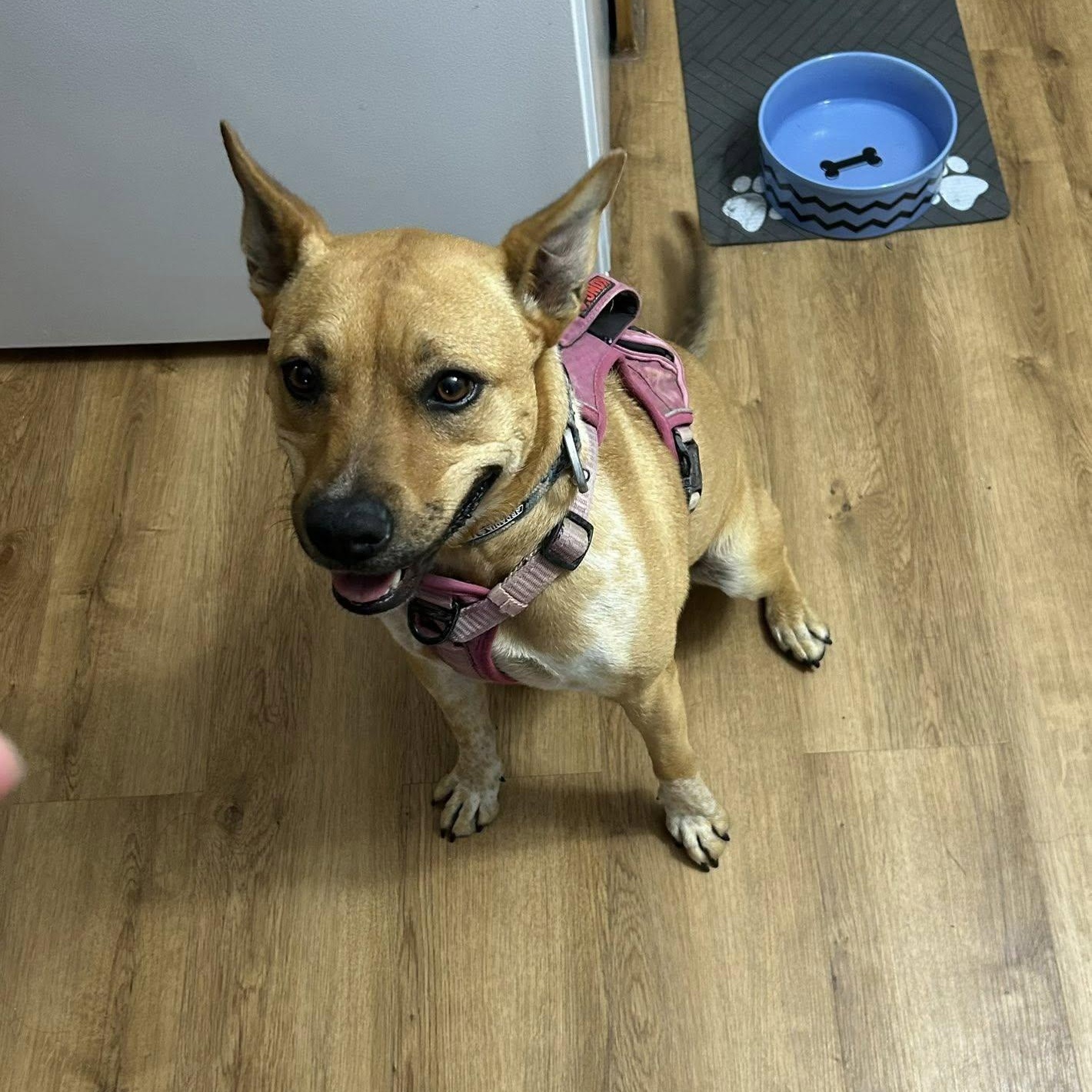 Enlarge Luna , an adoptable mixed breed in Woodstock, ON image 3/5