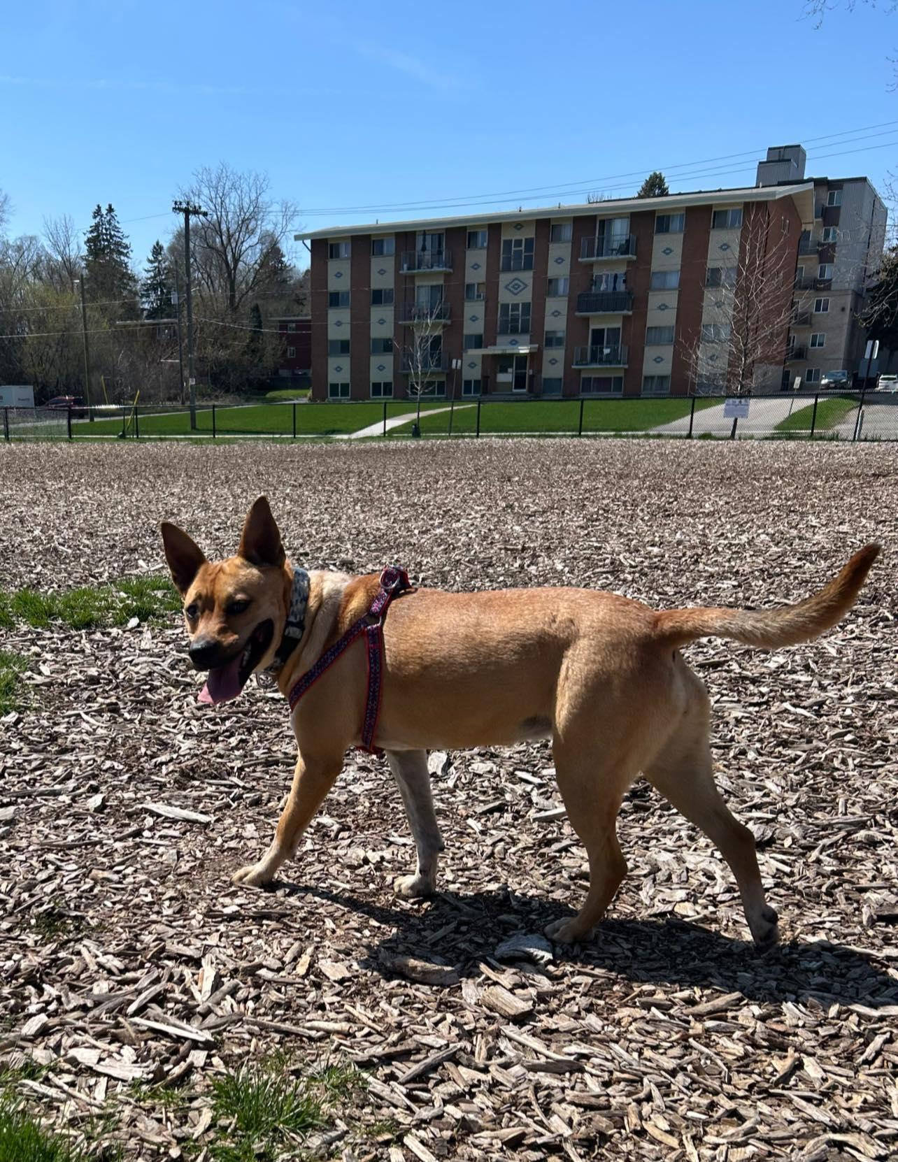 Luna , an adoptable mixed breed in Woodstock, ON image 5/6