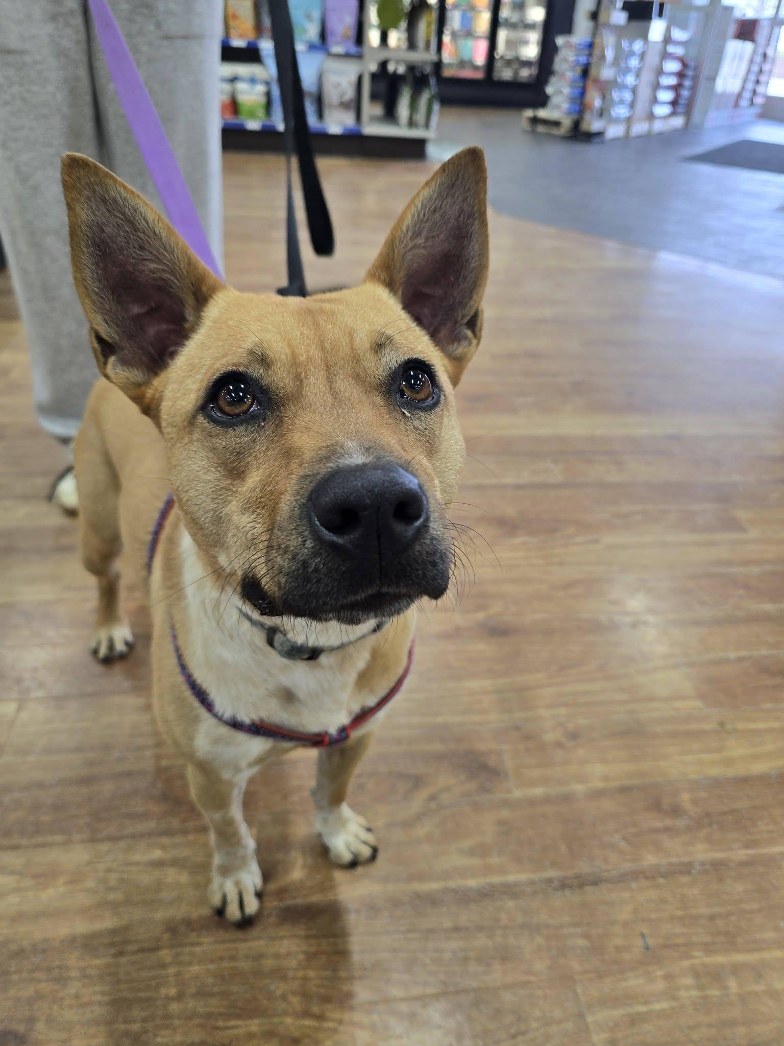 Luna , adoptable, Young Female Australian Cattle Dog / Blue Heeler.