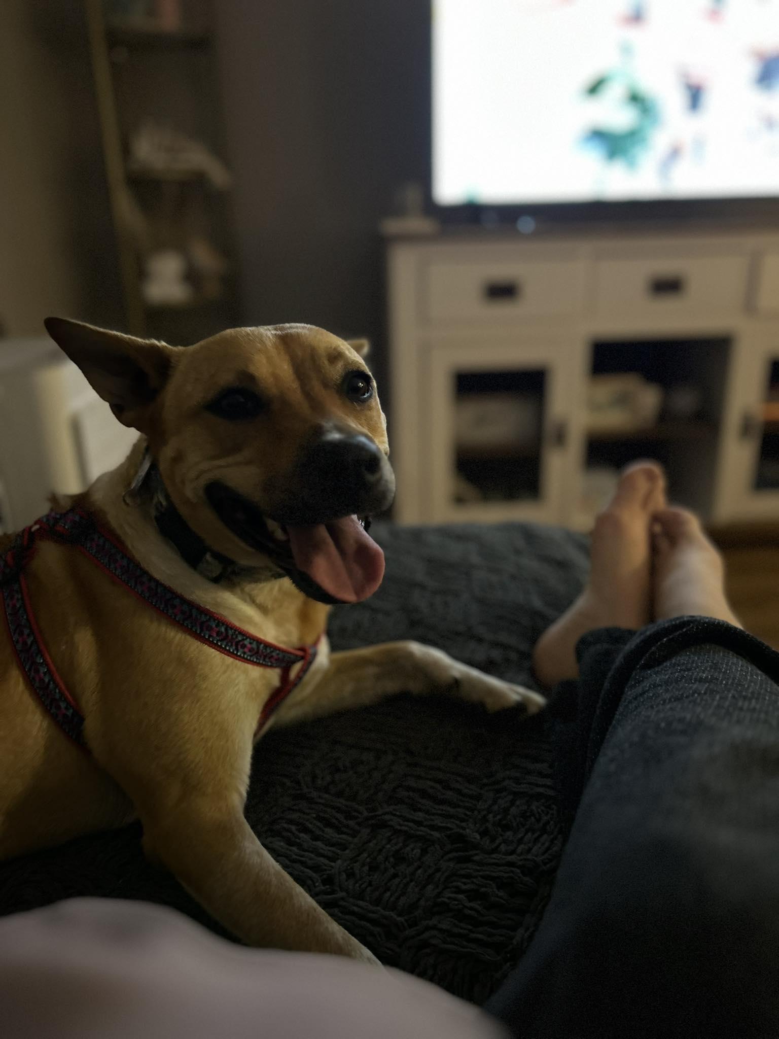 Luna , an adoptable mixed breed in Woodstock, ON image 6/6