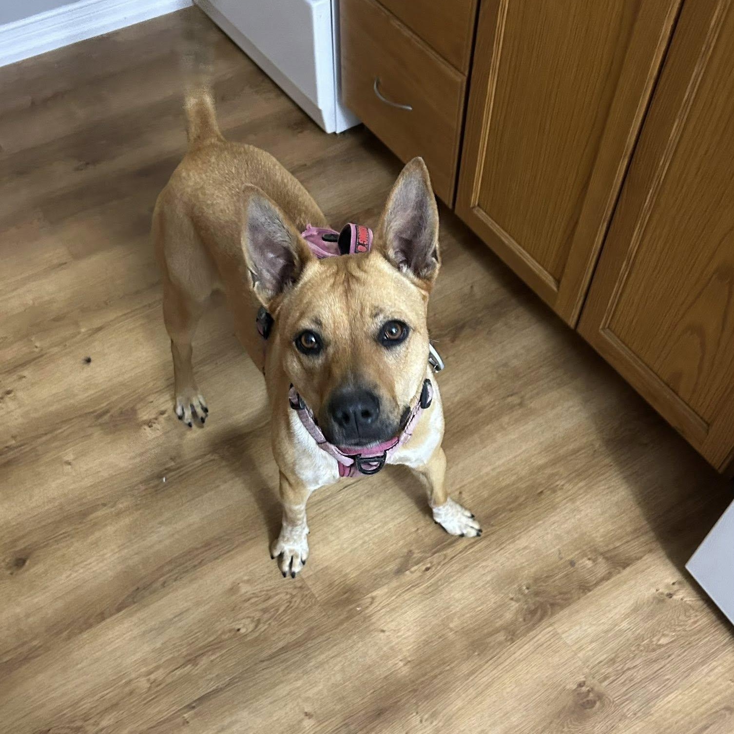 Enlarge Luna , an adoptable mixed breed in Woodstock, ON image 2/5