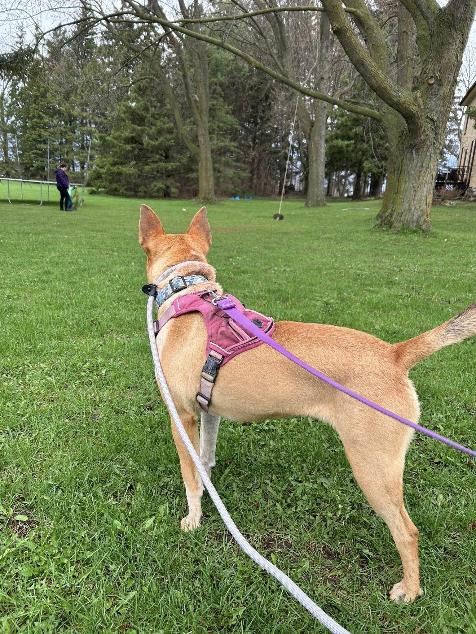 Enlarge Luna , an adoptable mixed breed in Woodstock, ON image 4/5