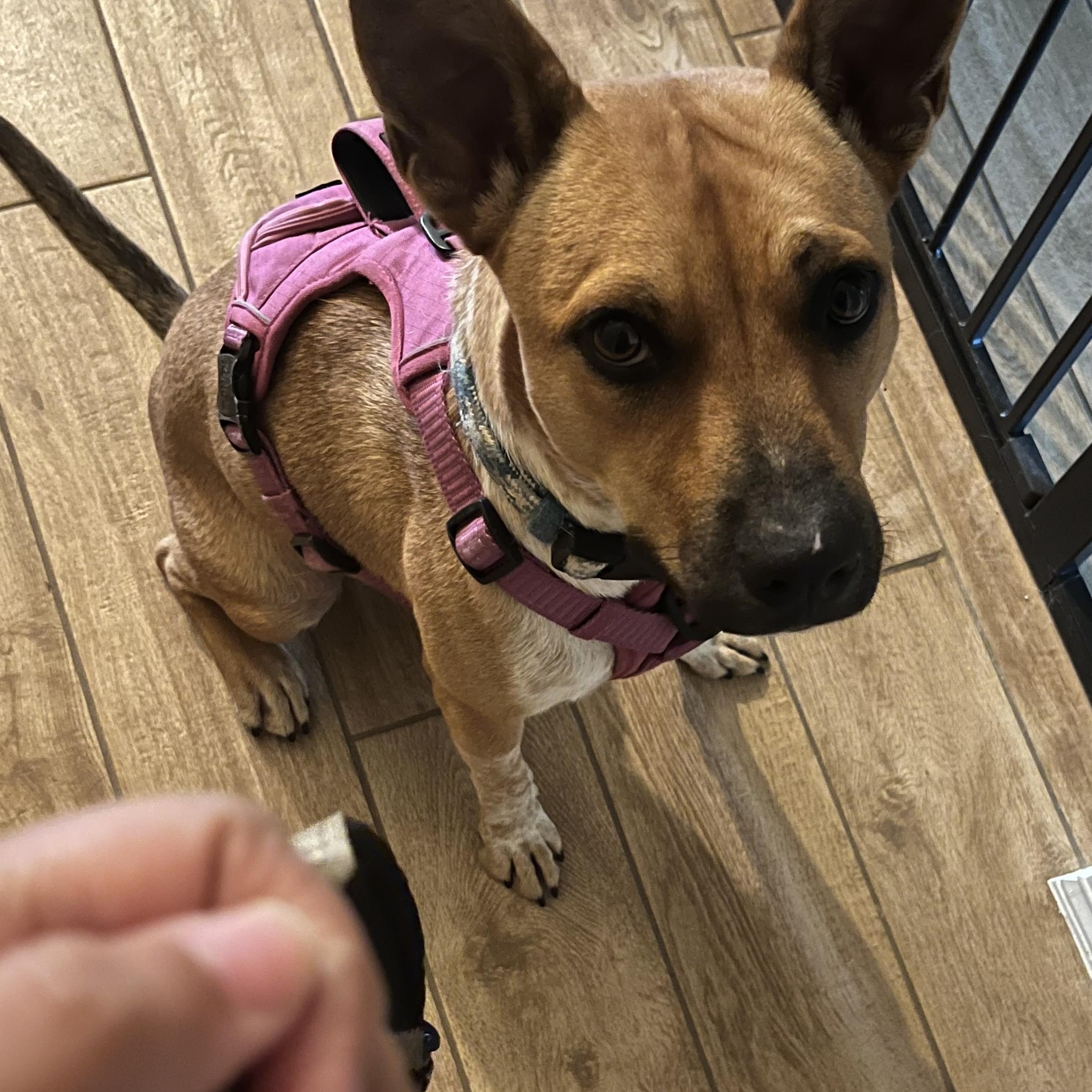 Luna , ADOPTABLE, Young Female Australian Cattle Dog / Blue Heeler.