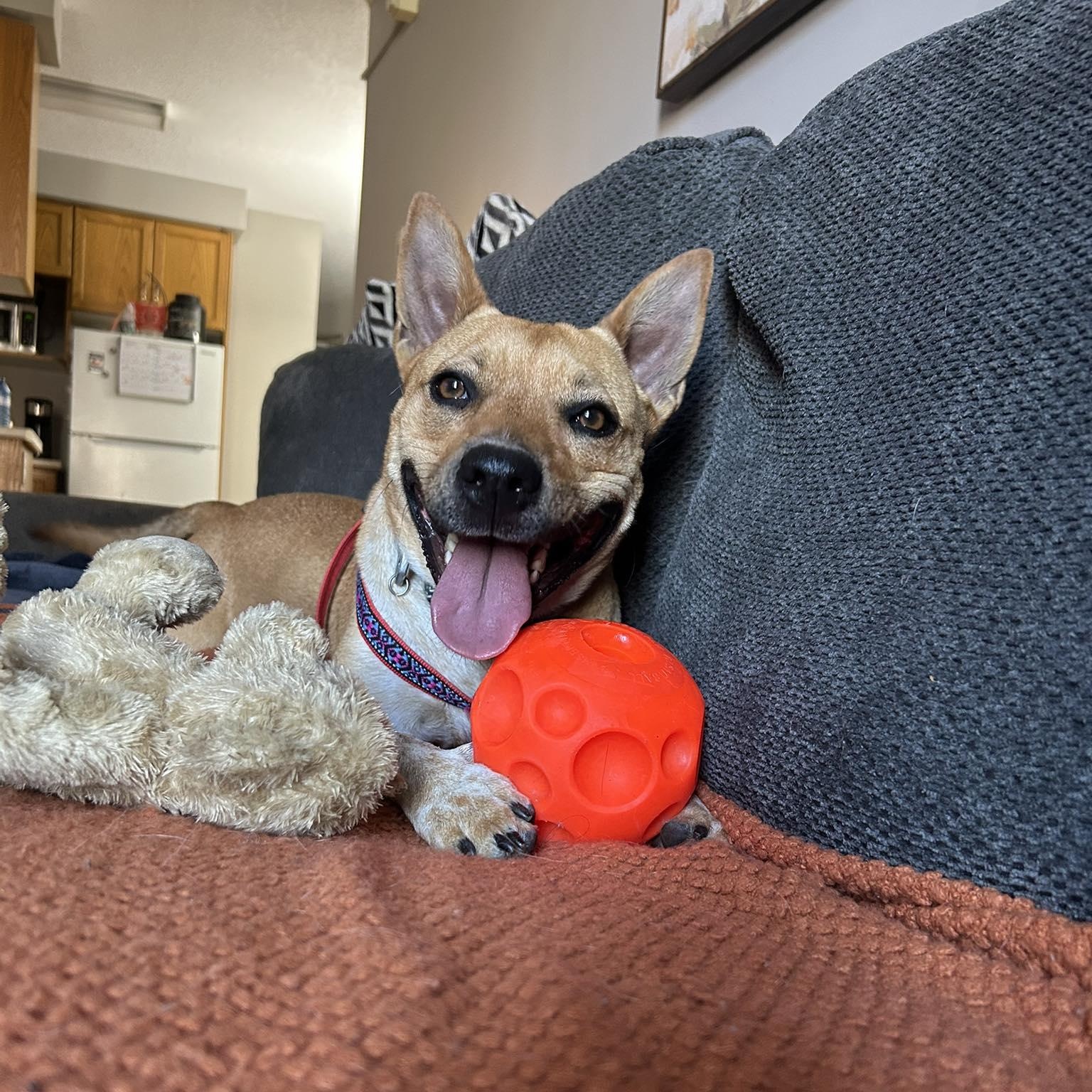 Luna , an adoptable mixed breed in Woodstock, ON image 1/6
