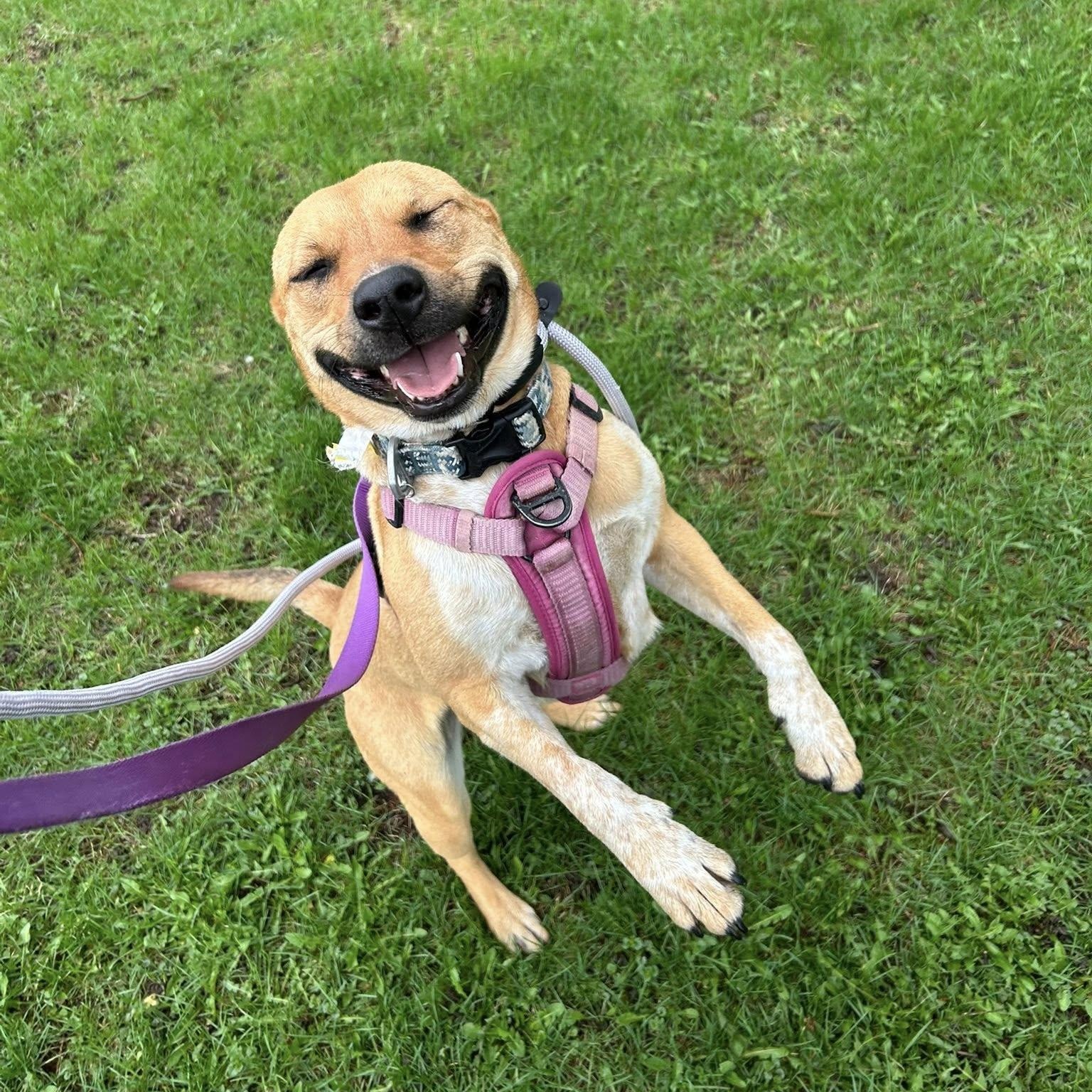 Luna , adoptable, Young Female Australian Cattle Dog / Blue Heeler.
