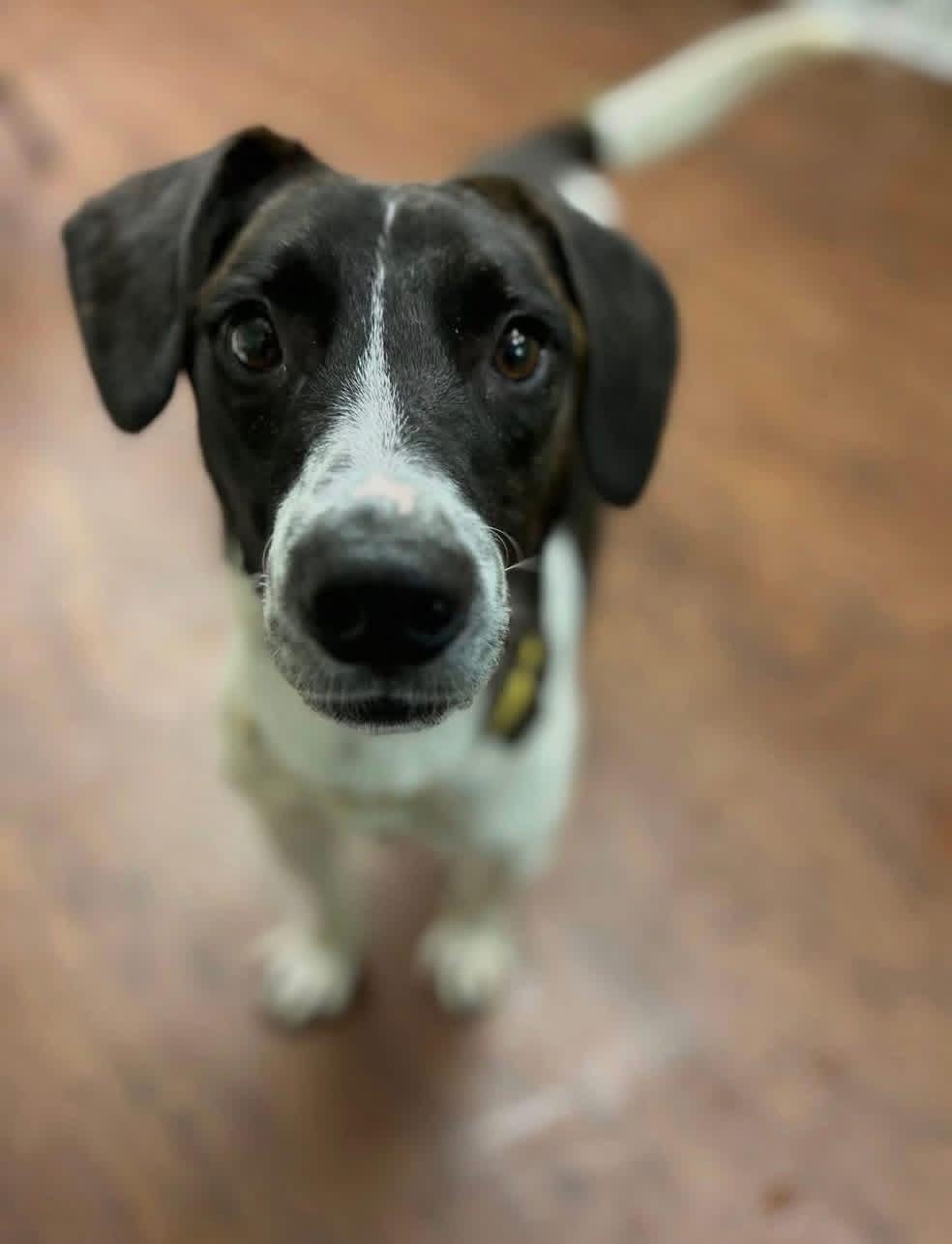 Enlarge Chopper , a ADOPTABLE mixed breed in Howes Cave, NY image 2/5