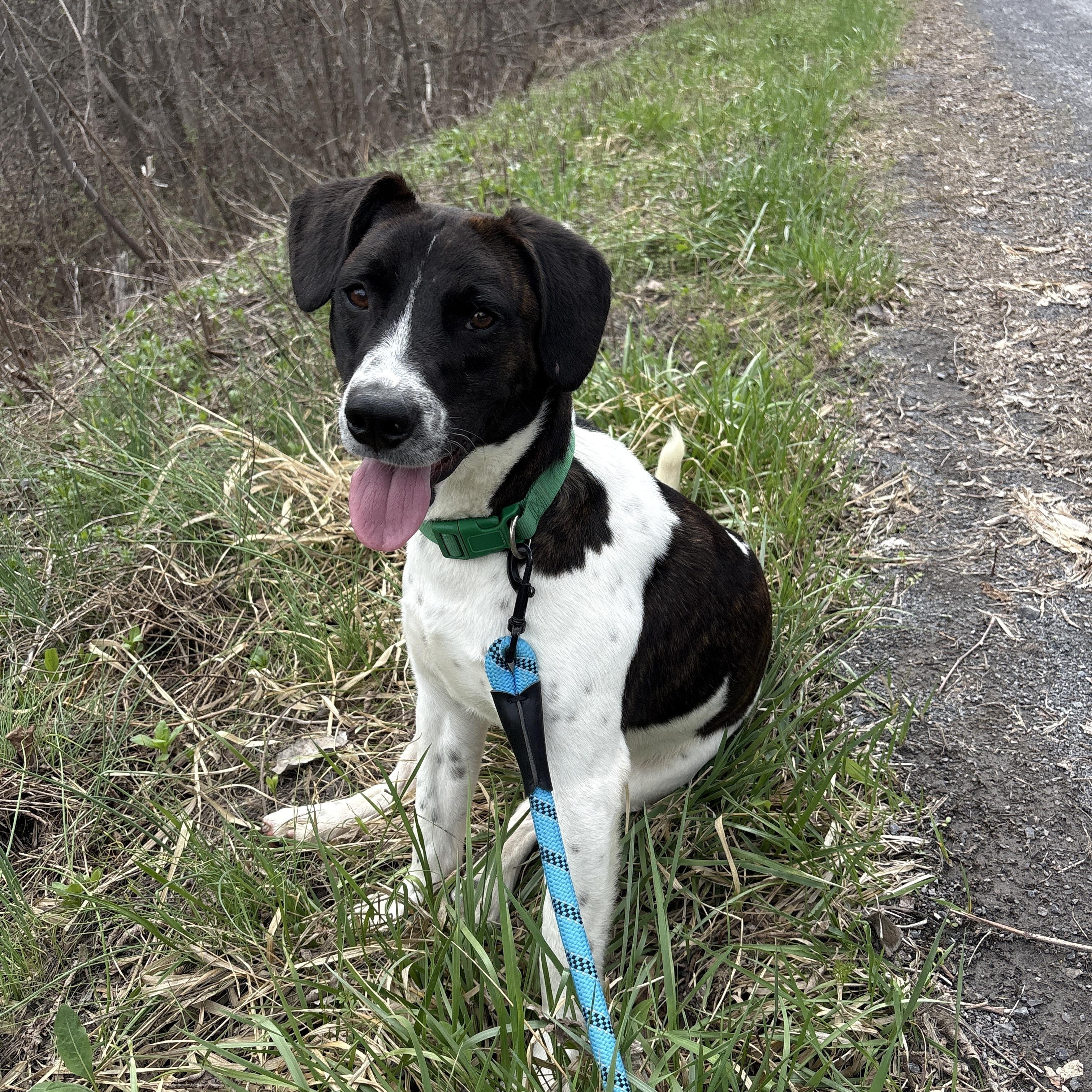 Chopper , ADOPTABLE, Adult Male Hound.