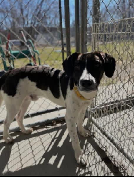 Enlarge Chopper , a ADOPTABLE mixed breed in Howes Cave, NY image 3/5