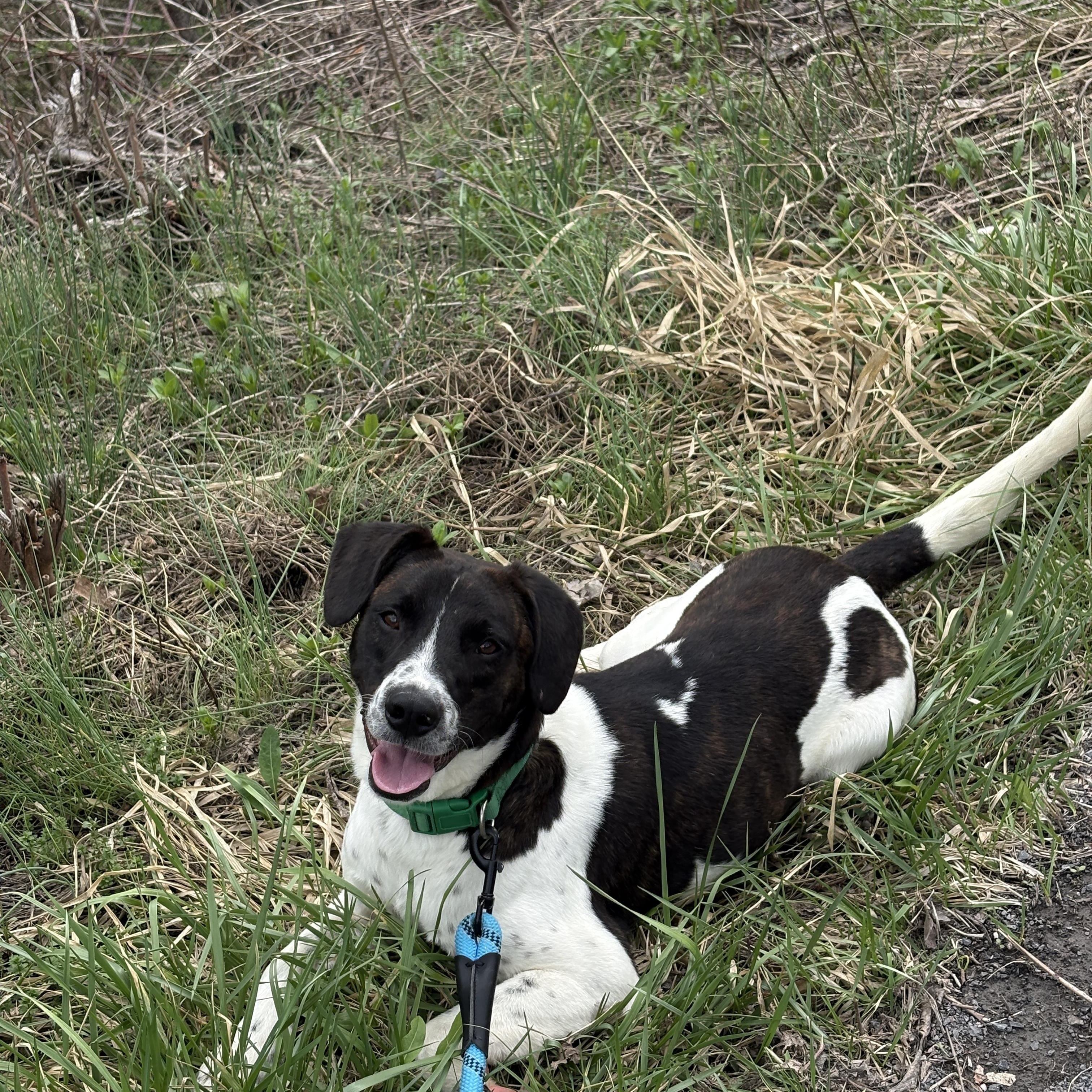 Enlarge Chopper , a ADOPTABLE mixed breed in Howes Cave, NY image 5/5