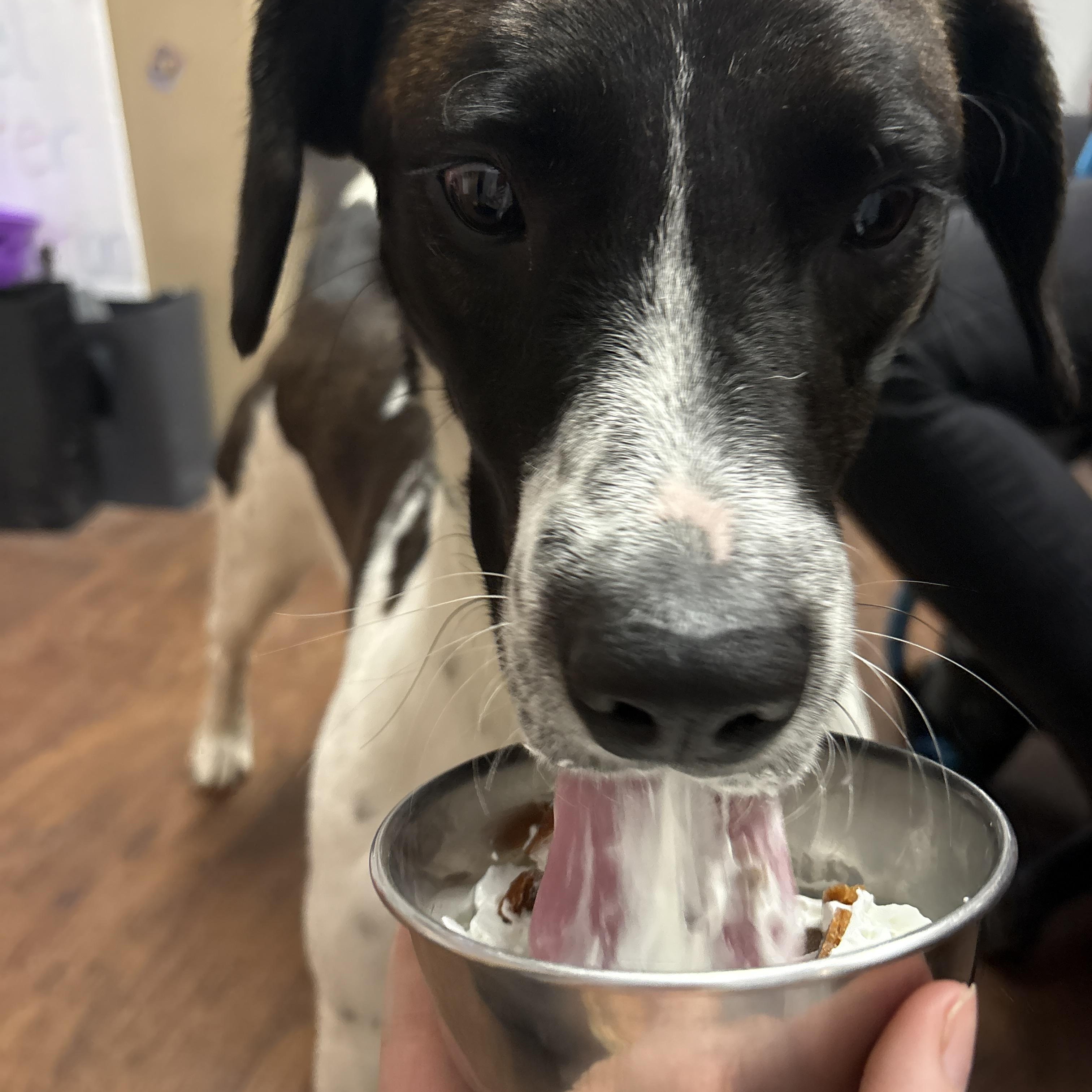 Enlarge Chopper , a ADOPTABLE mixed breed in Howes Cave, NY image 4/5