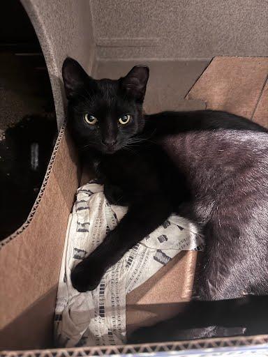 Christopher, Adoptable, Young Male Domestic Short Hair & Domestic Short Hair.