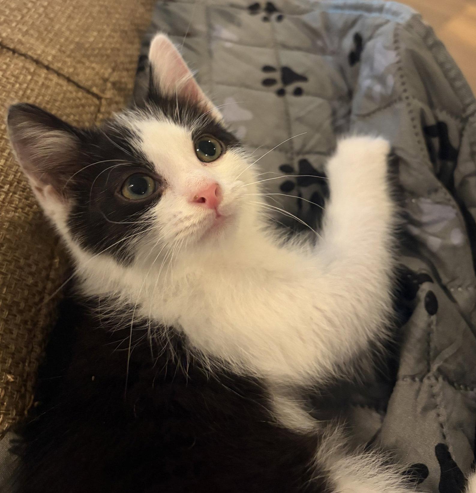 Figaro, Adoptable, Kitten Male Domestic Short Hair.