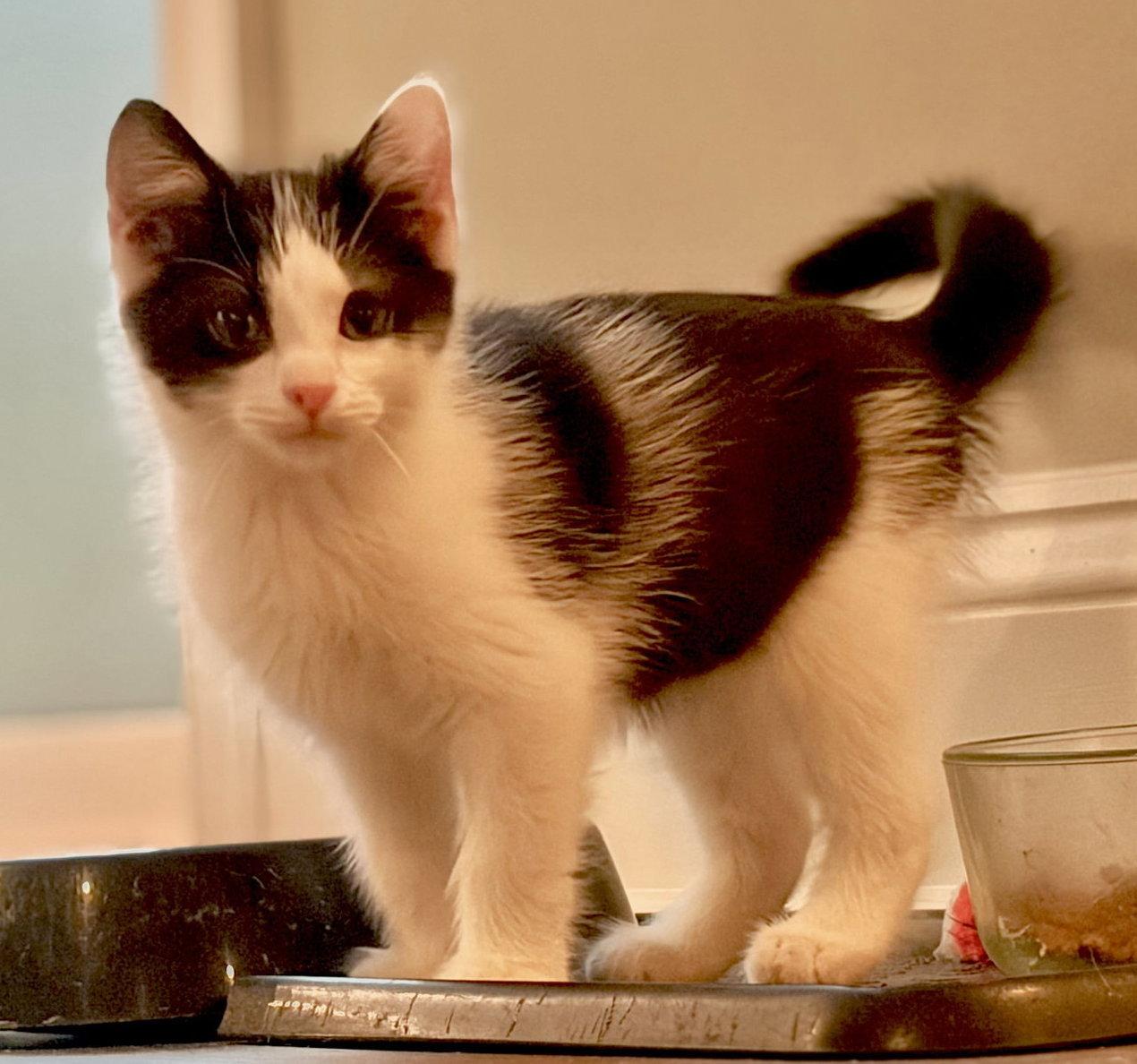 Enlarge Figaro, a Adoptable Domestic Short Hair in Reston, VA image 2/2
