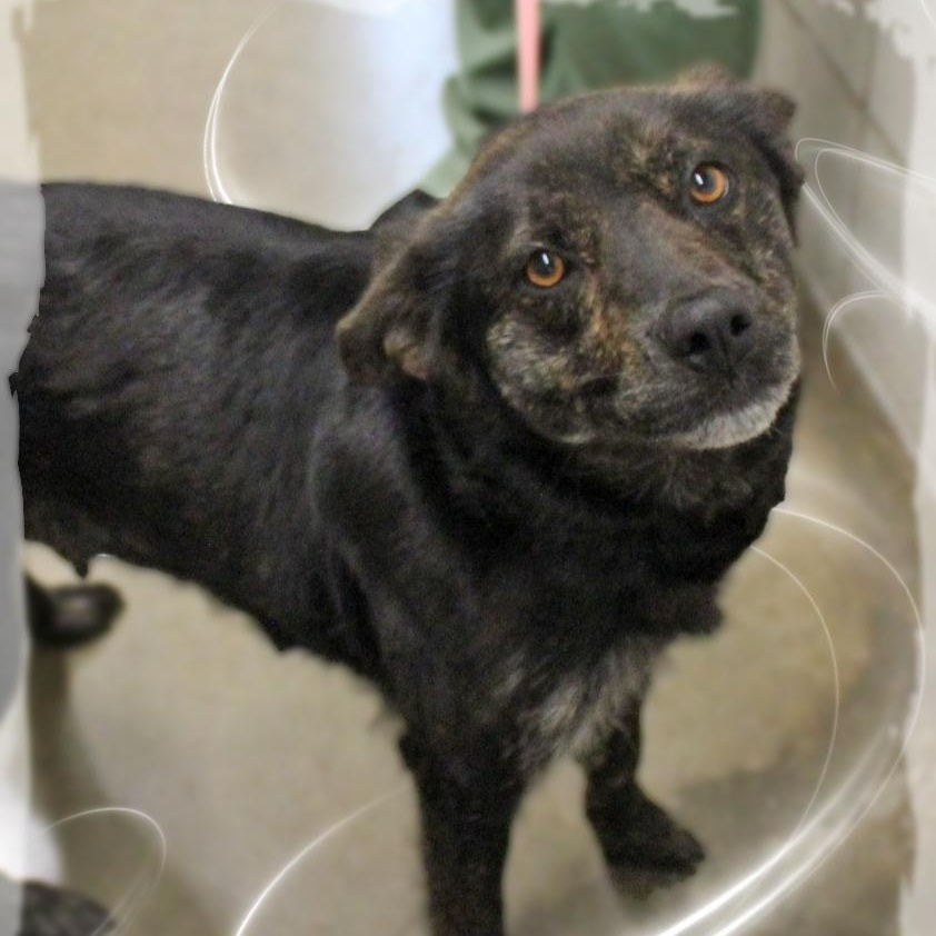 Enlarge Cassie, a ADOPTABLE mixed breed in Amelia, OH image 1/1