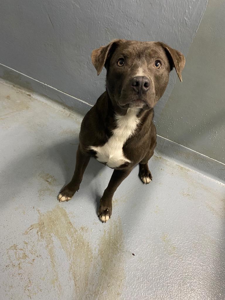 Butterball, Adoptable, Young Male Mixed Breed.