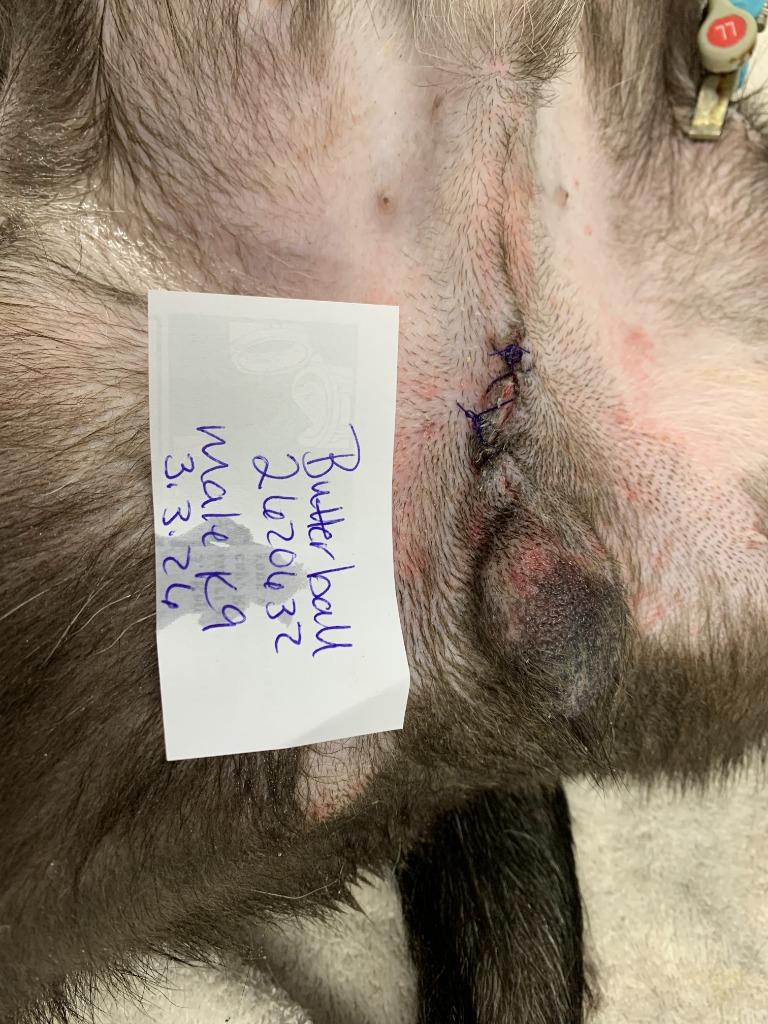 Enlarge Butterball, a Adoptable mixed breed in Cartersville , GA image 2/2