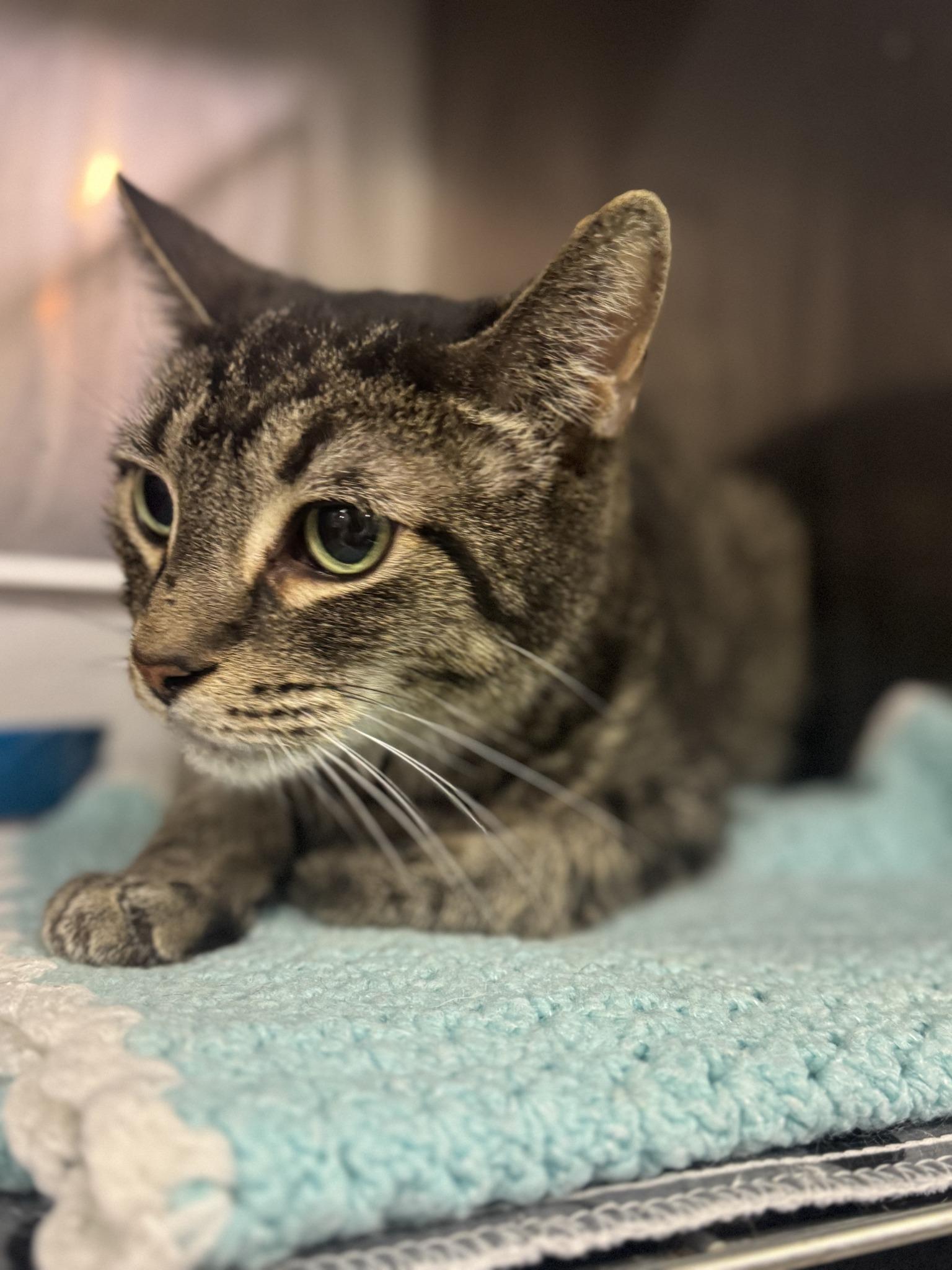 Enlarge Willie, a Adoptable Domestic Medium Hair in Chuckey, TN image 1/2