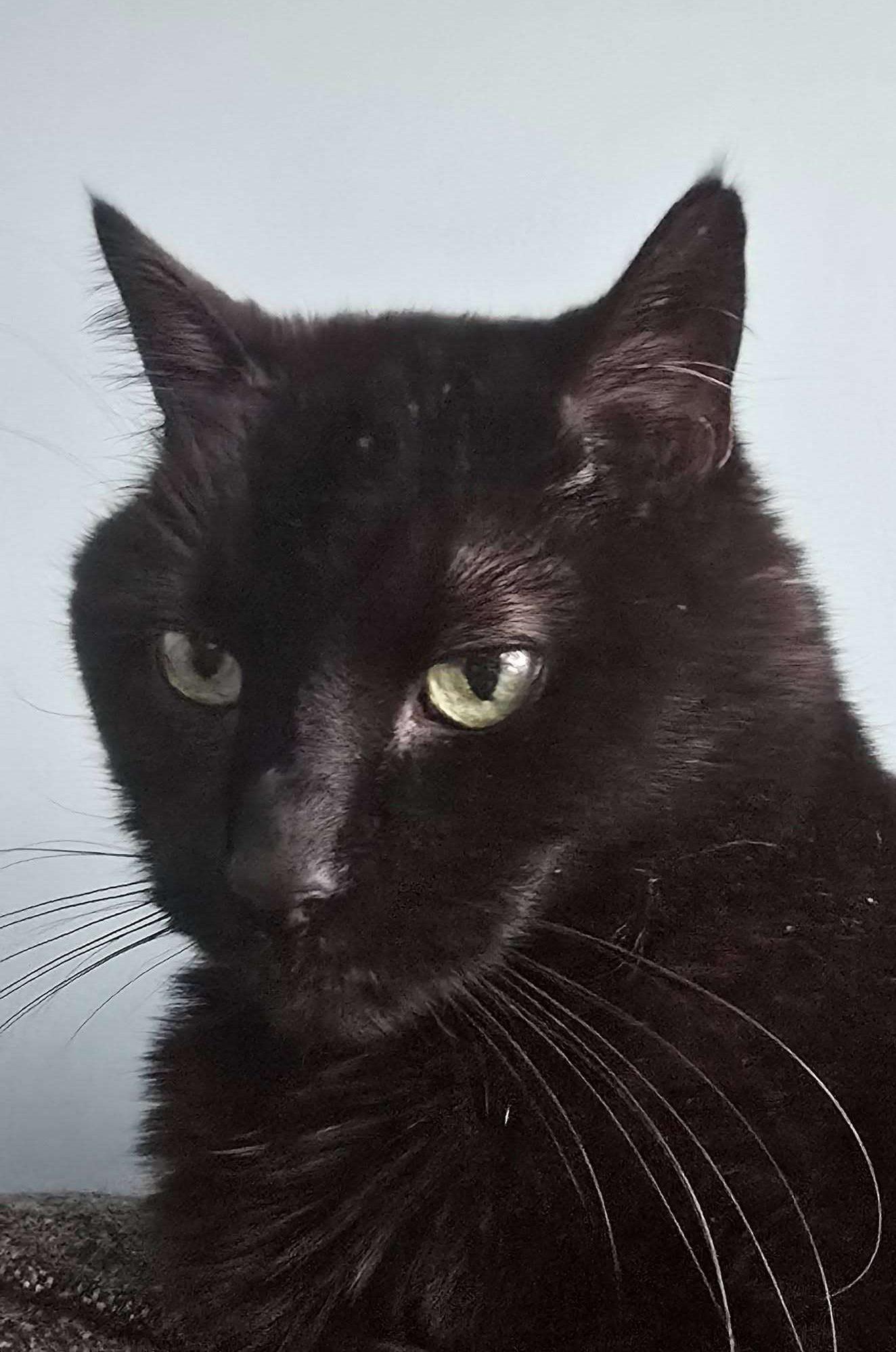 Enlarge Lovey, a ADOPTABLE Domestic Short Hair in Nepean, ON image 1/1