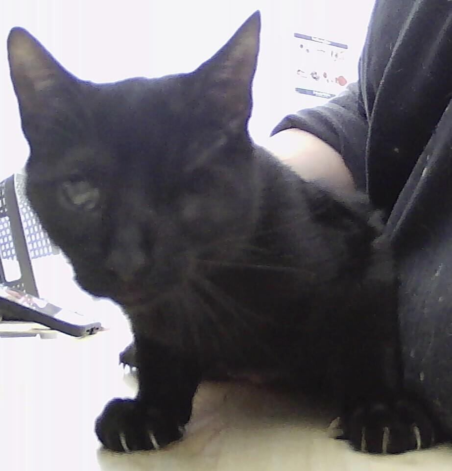 Thatcher, Adoptable, Kitten Male Domestic Short Hair.