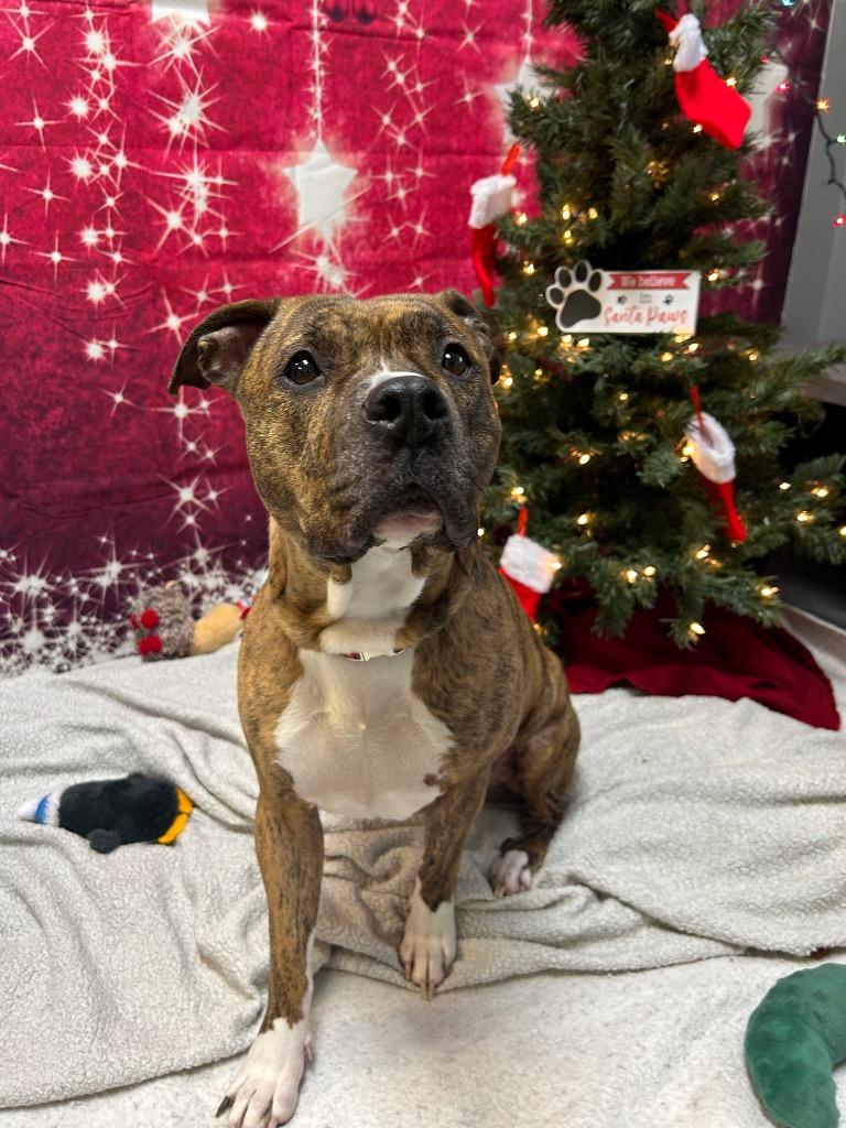 Enlarge ZZ, a Adoptable mixed breed in Clinton, IL image 1/2