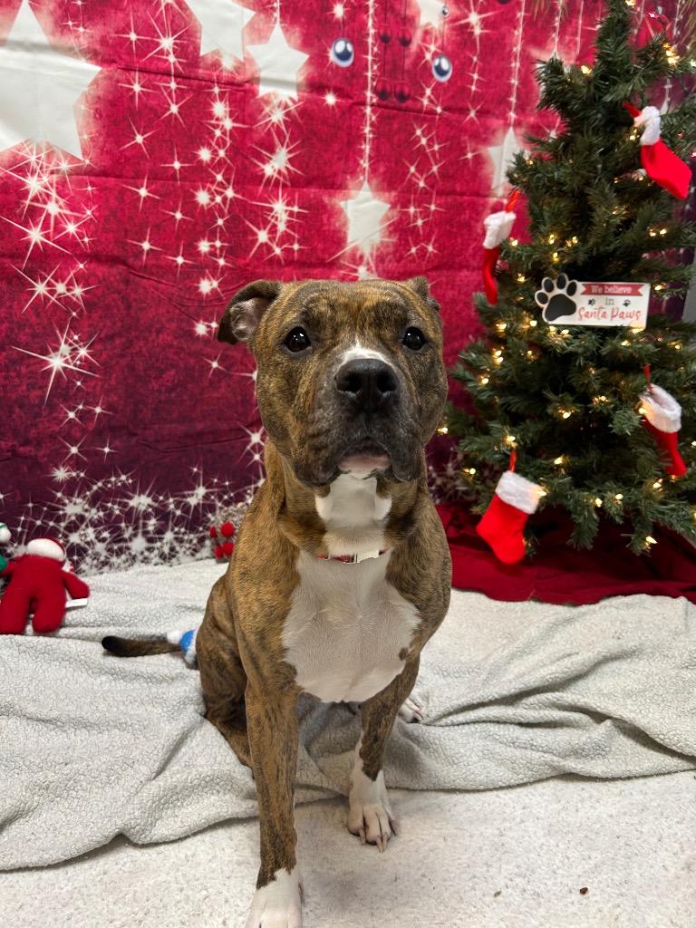 Enlarge ZZ, a Adoptable mixed breed in Clinton, IL image 2/2