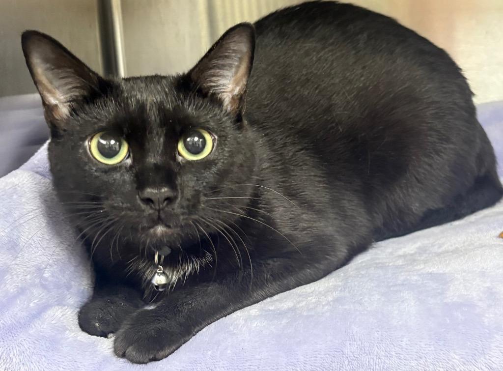 Sarah, Adoptable, Young Female Domestic Short Hair.