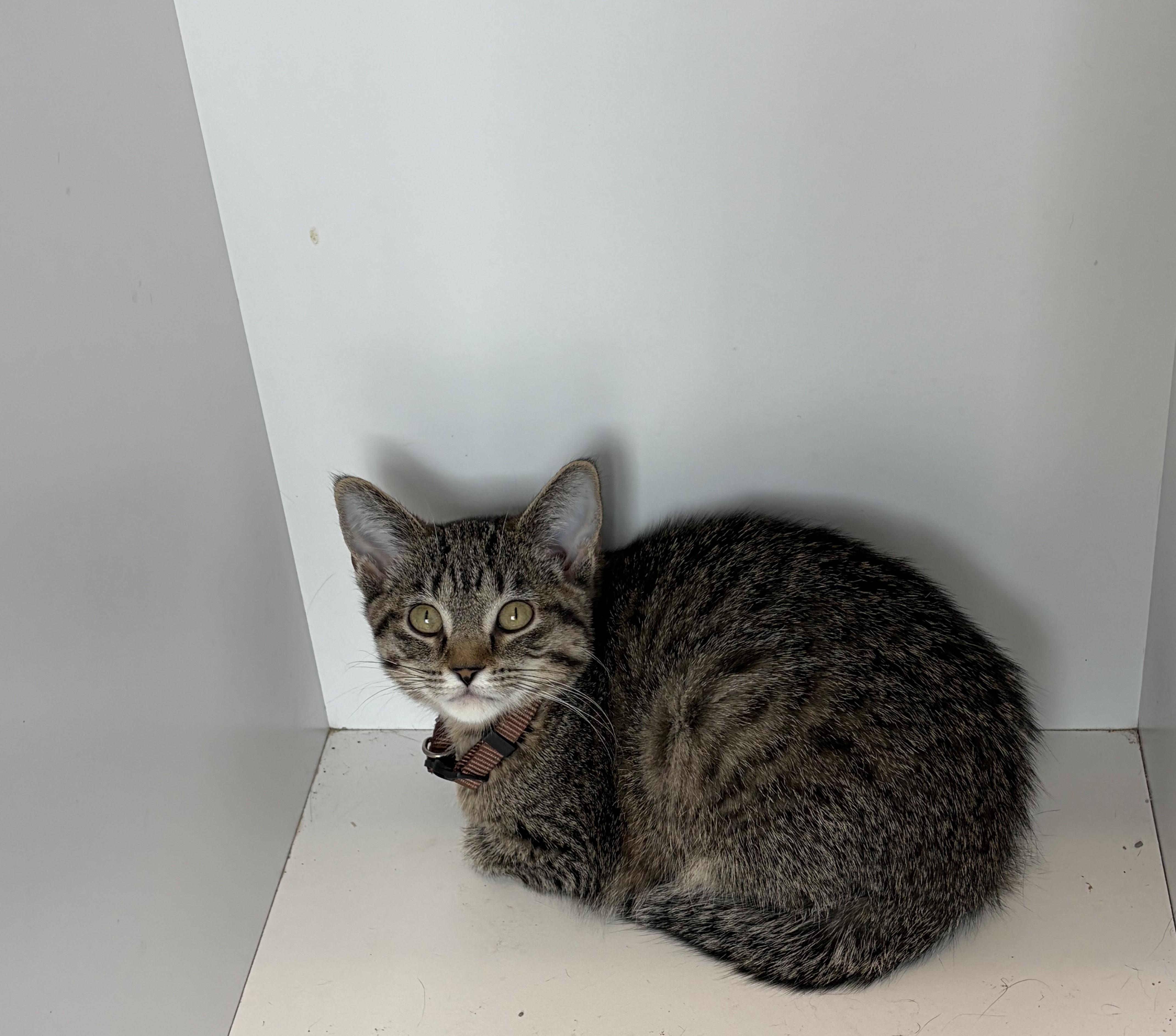 Dripstone Caves, adopted, Young Female Domestic Short Hair.