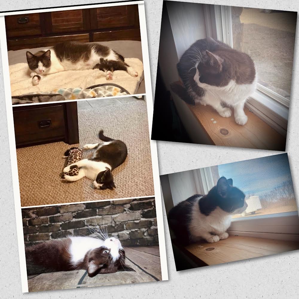 Enlarge Sphinx, a Adopted mixed breed in Fort Worth, TX image 1/1