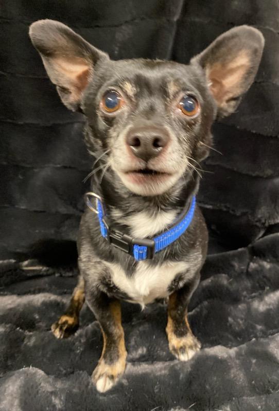 Enlarge Gunther, a ADOPTABLE mixed breed in Polson, MT image 1/5