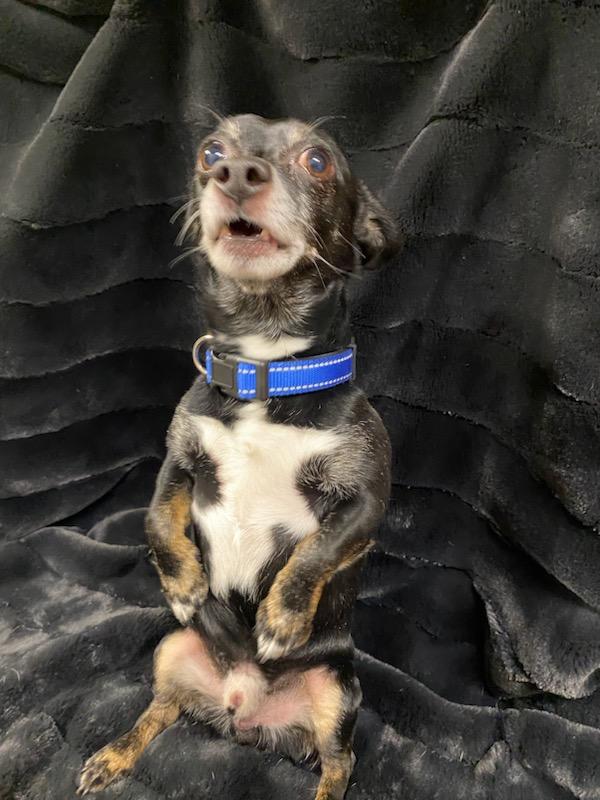 Enlarge Gunther, a ADOPTABLE mixed breed in Polson, MT image 2/5