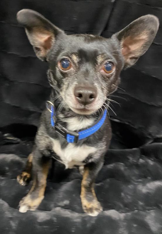 Enlarge Gunther, a ADOPTABLE mixed breed in Polson, MT image 3/5