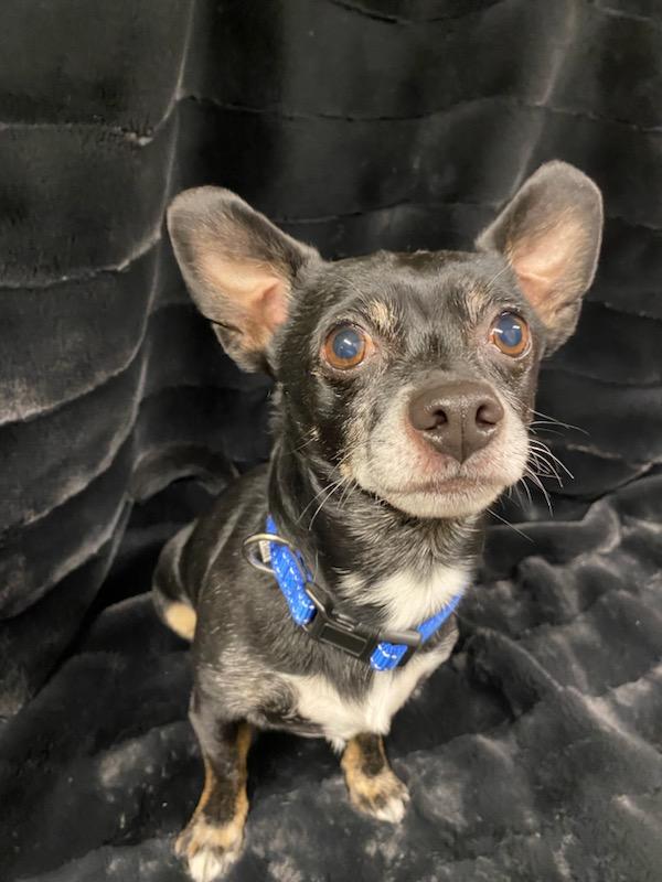 Enlarge Gunther, a ADOPTABLE mixed breed in Polson, MT image 4/5