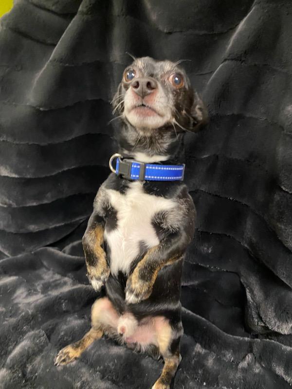 Enlarge Gunther, a ADOPTABLE mixed breed in Polson, MT image 5/5