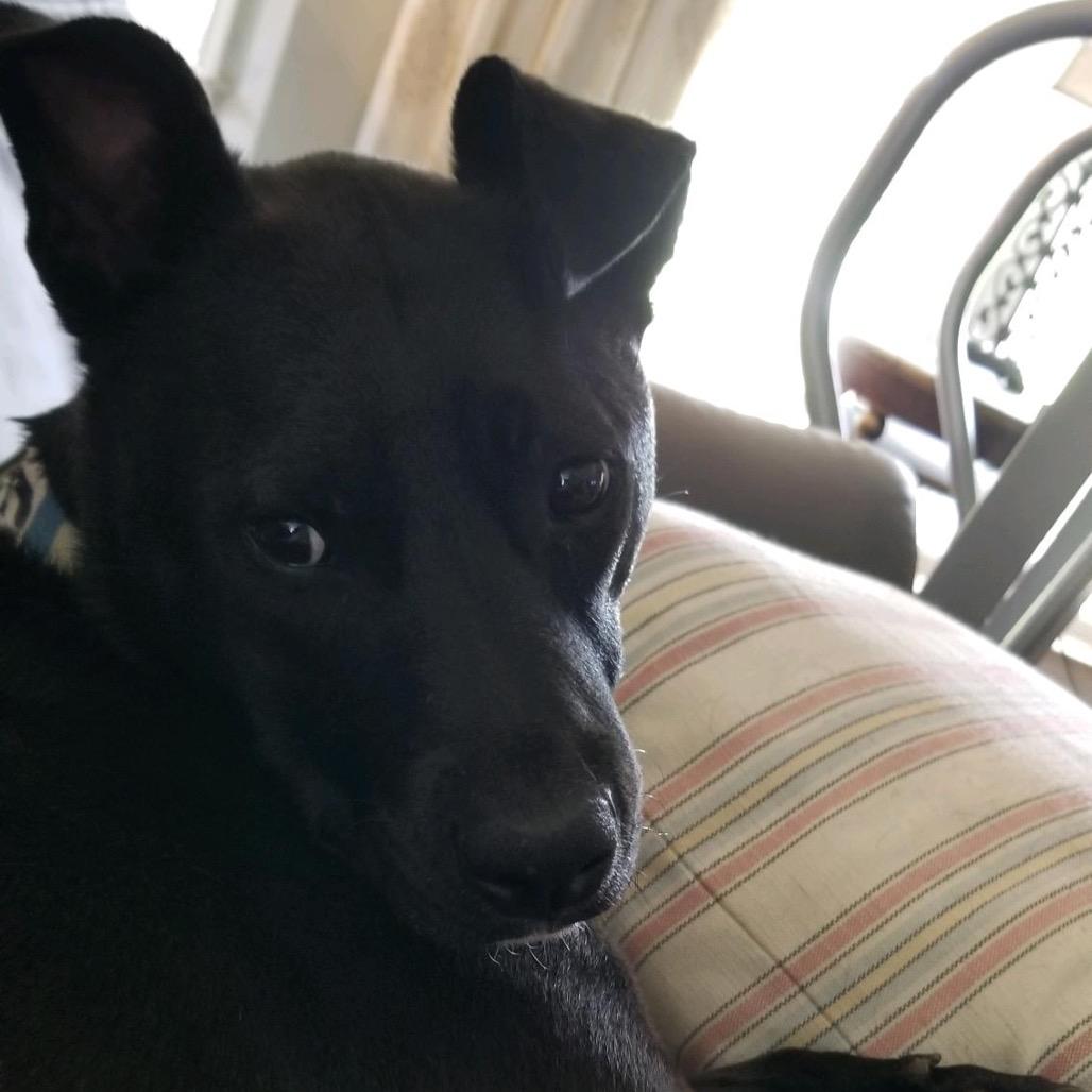 Eponine Coco, Adoptable, Adult Female Mixed Breed.