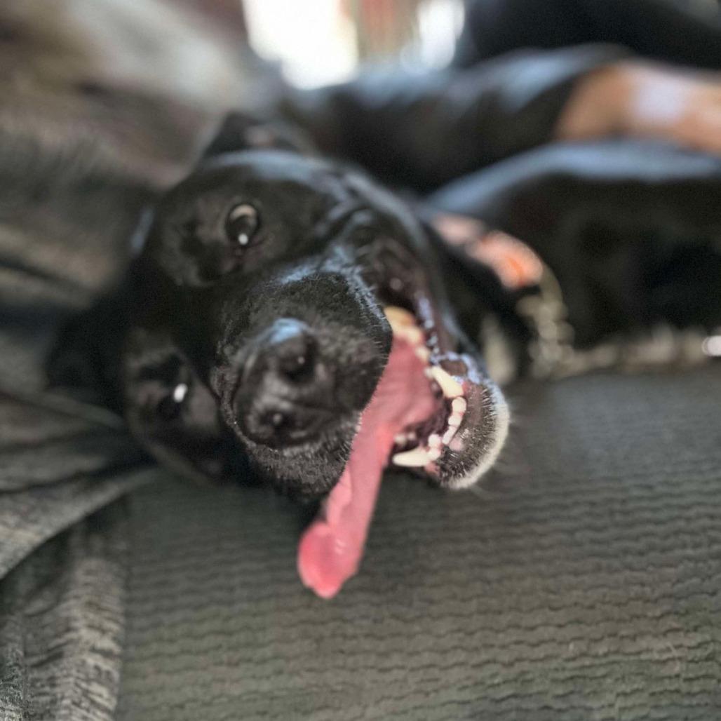 Eponine Coco, Adoptable, Adult Female Mixed Breed.