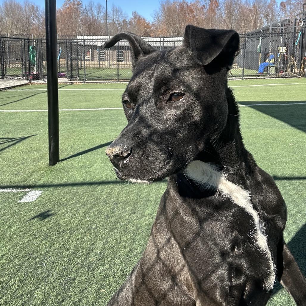 Eponine Coco, a Adoptable Mixed Breed in Bartlett, TN image 2/6