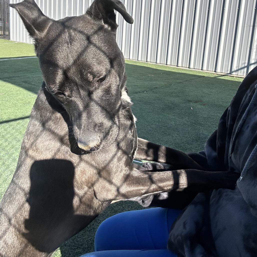 Eponine Coco, Adoptable, Adult Female Mixed Breed.