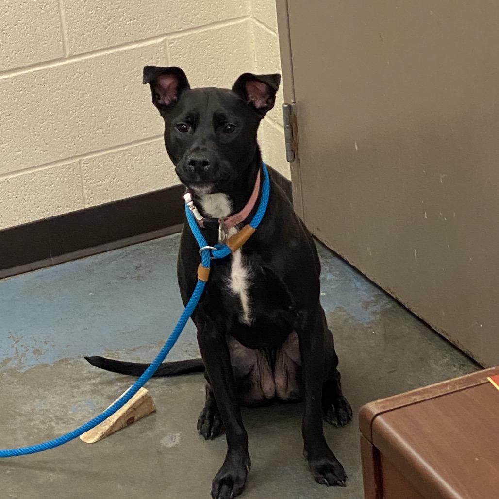 Eponine Coco, a Adoptable Mixed Breed in Bartlett, TN image 4/6