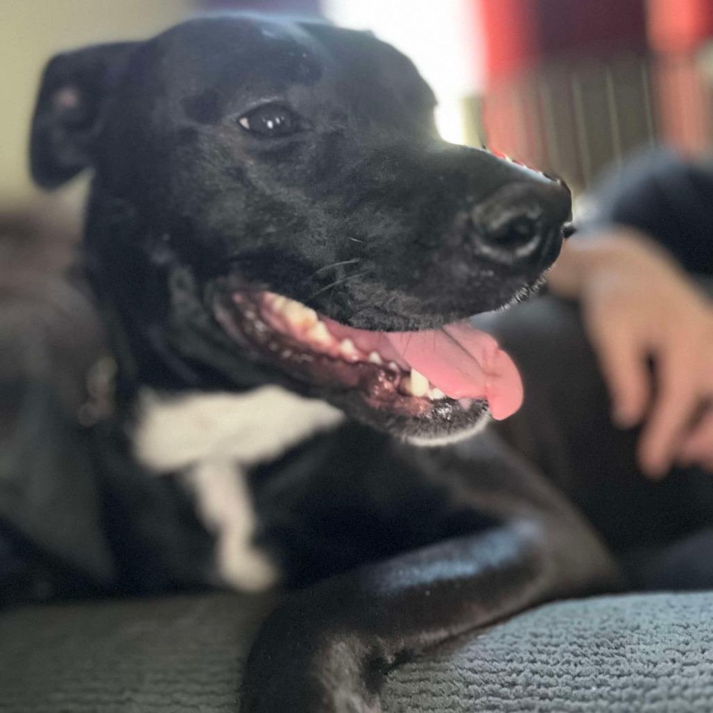 Enlarge Eponine Coco, a Adoptable Mixed Breed in Bartlett, TN image 6/6