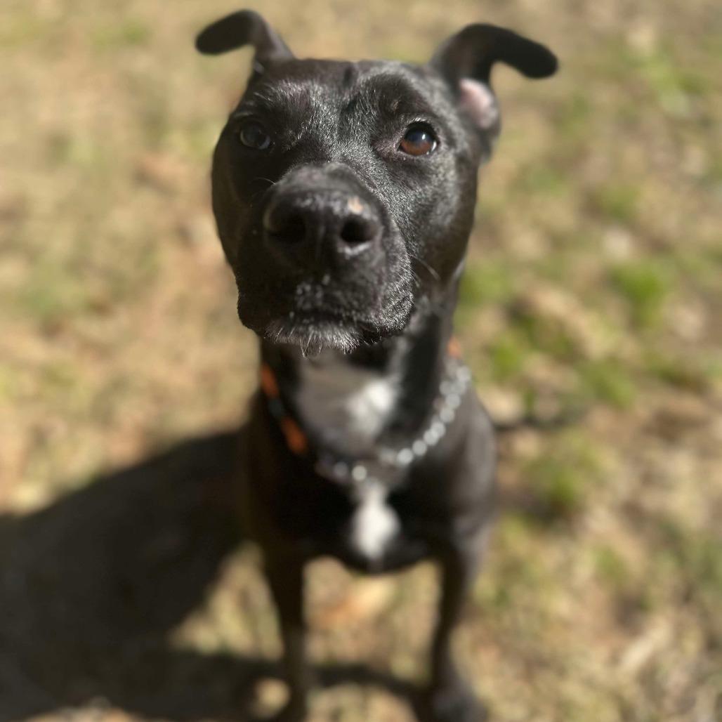 Enlarge Eponine Coco, a Adoptable Mixed Breed in Bartlett, TN image 6/6