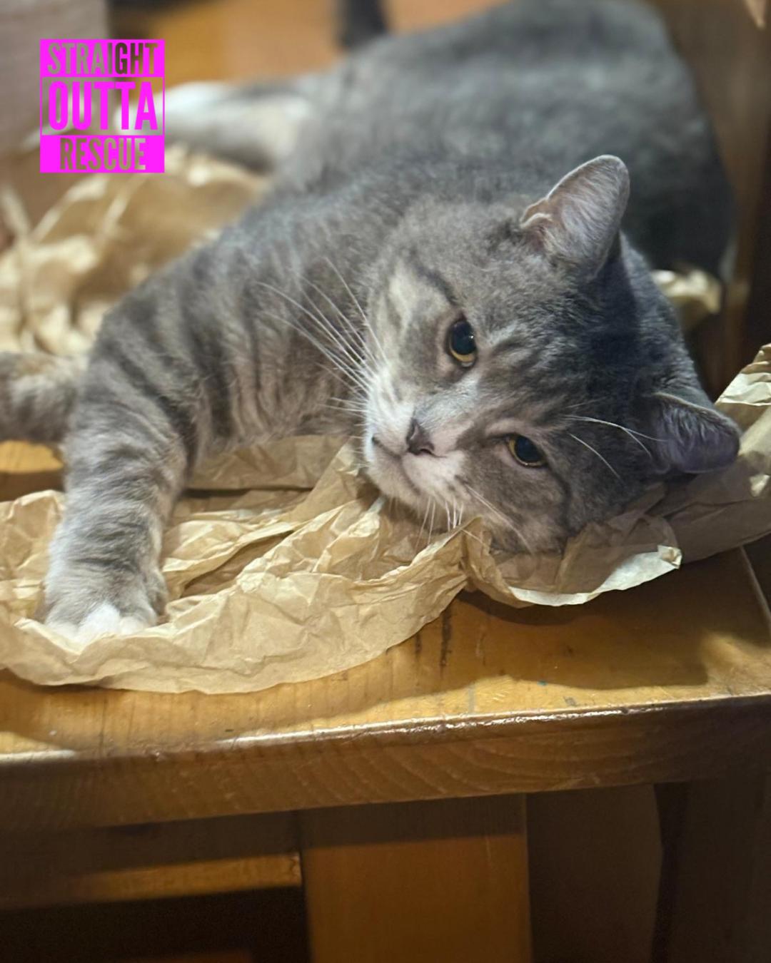 Gilbert, Adoptable, Adult Male Domestic Short Hair.