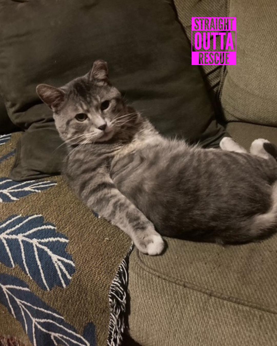 Enlarge Gilbert, a Adoptable Domestic Short Hair in Vancouver, BC image 2/5